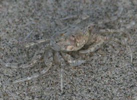 Ghost Crab